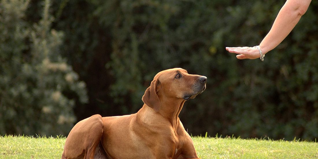 dog-training